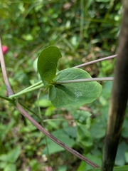 Clematis glaucophylla, photograph author not stated, no rights reserved