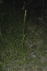Habenaria parviflora
