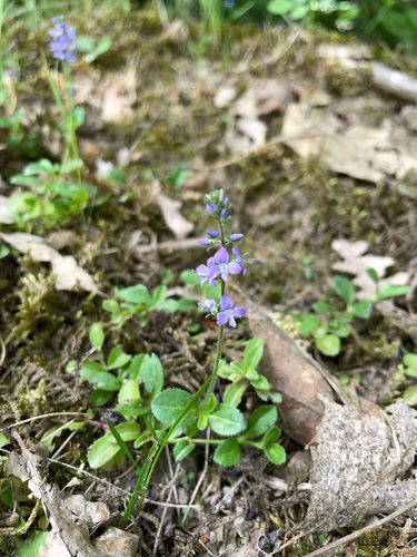 heath speedwell
