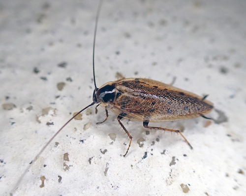Dusky Cockroach