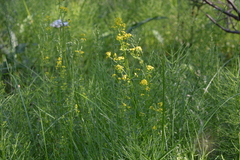 Galium densiflorum