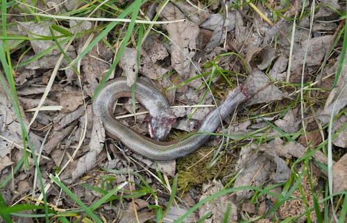 Common Slowworm