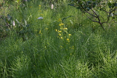 Galium densiflorum