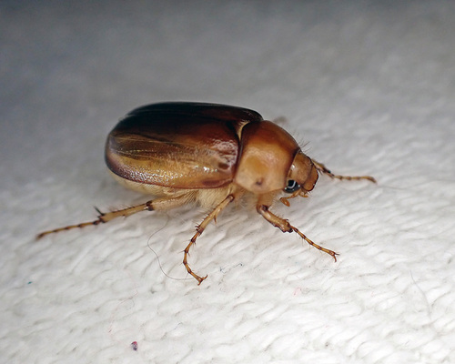 Summer Rhizotrogus