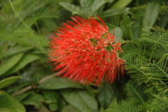 Combretum constrictum