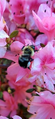 Two-spotted Bumble Bee