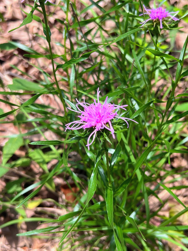 Liatris compacta