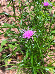Liatris compacta, photograph (c) Ray Fisher, some rights reserved (CC BY)
