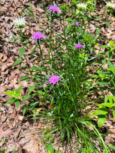 Liatris compacta, photograph 3