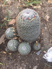 Mammillaria haageana