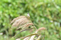 Prinia flaviventris