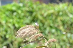 Prinia flaviventris
