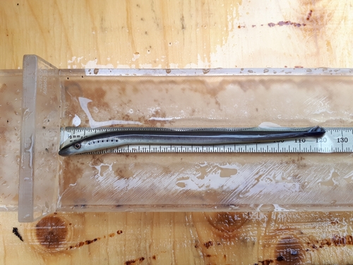 Parasitic river lamprey (Lampetra ayresii) — Petromyzontidae