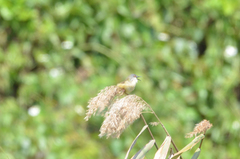 Prinia flaviventris