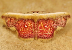 Leptostales vitticostata