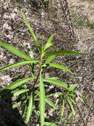 Barkleyanthus salicifolius, 2026-05-29