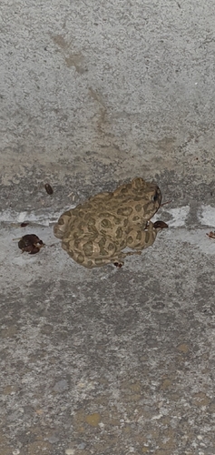 Green Toad