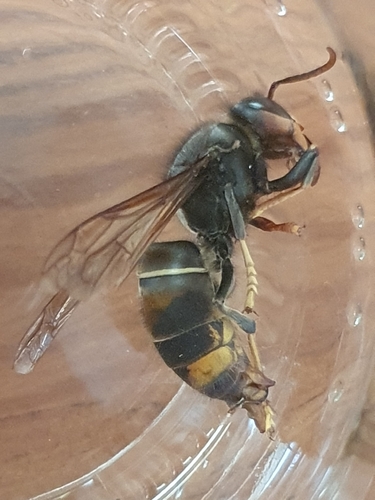 Yellow-legged Hornet