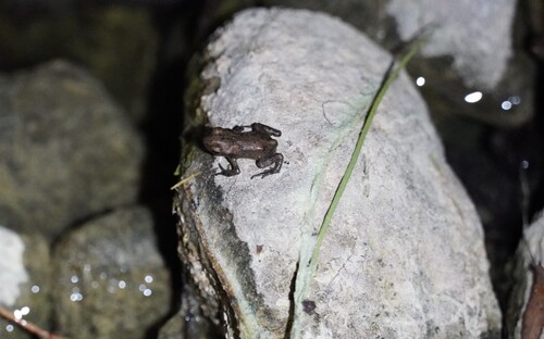European Toad