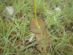 Hypericum connatum