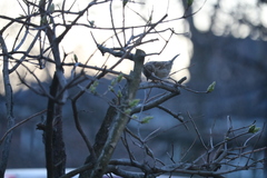 Passer domesticus