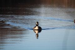 Branta canadensis