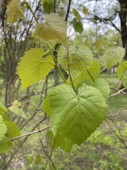 Vitis arizonica