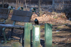 Quiscalus quiscula