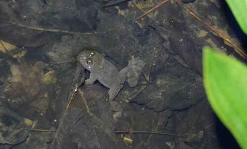 Yellow-bellied Toad