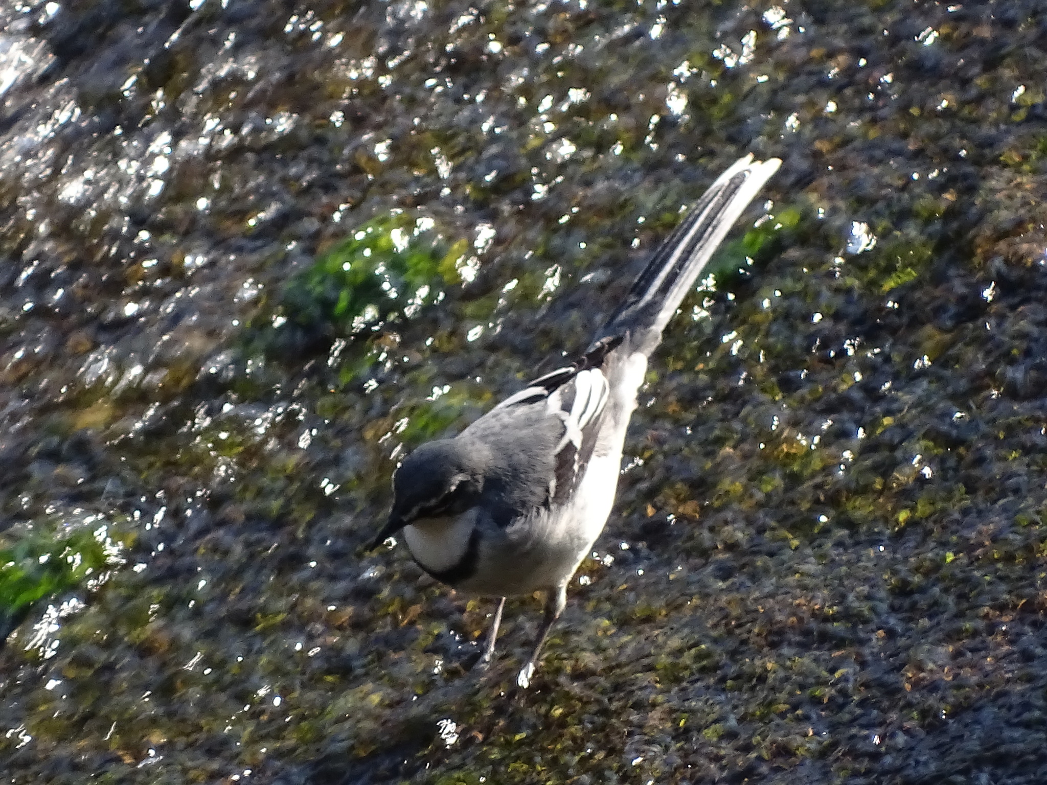 Mountain Wagtail (Motacilla clara), photo 2