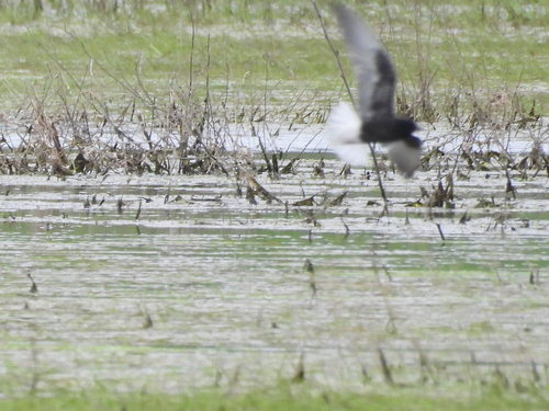 iNaturalist image