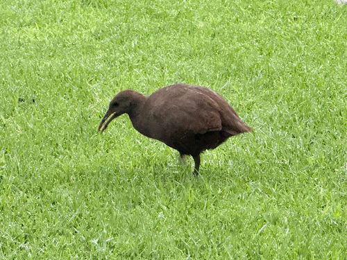 Lord Howe Woodhen (Gallirallus sylvestris)