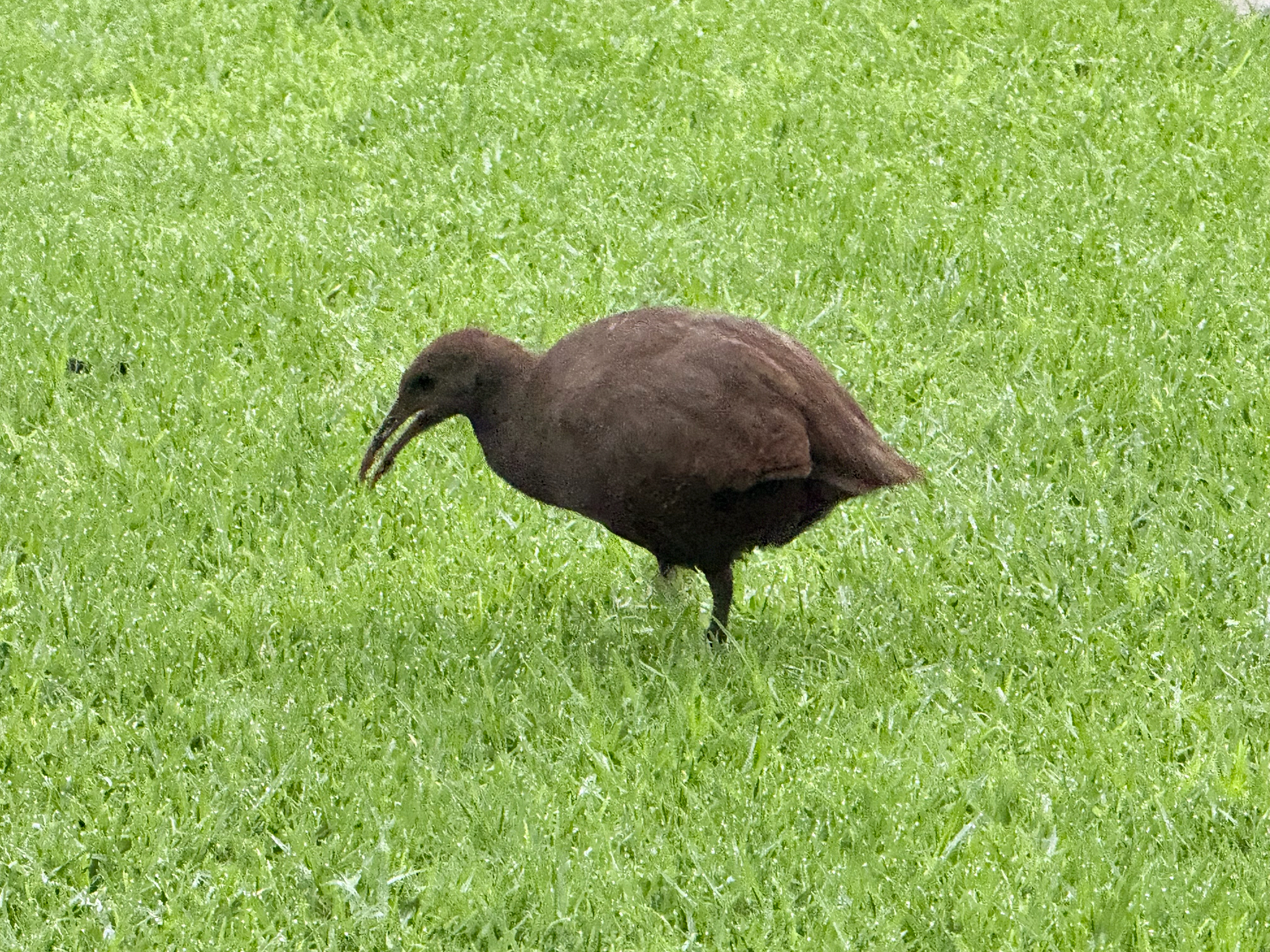 Lord Howe Woodhen (Gallirallus sylvestris), photo 1