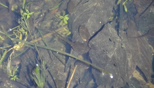 European Common Frog