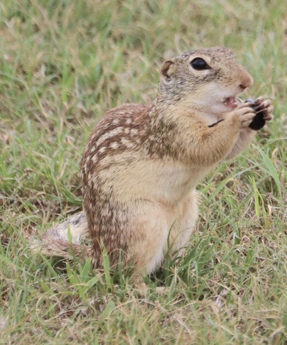 Rio Grande Ground Squirrel observed by rlseman
