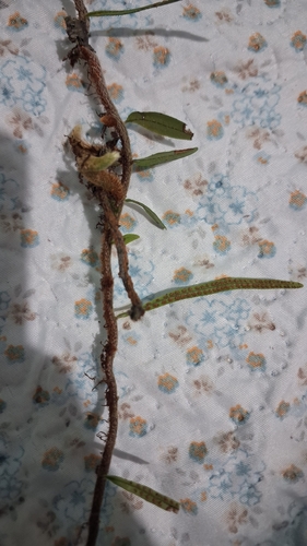 Microgramma vacciniifolia