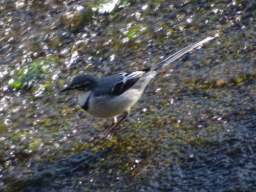 Mountain Wagtail (Motacilla clara)