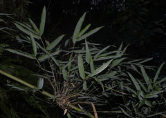Merostachys