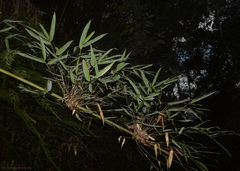 Merostachys