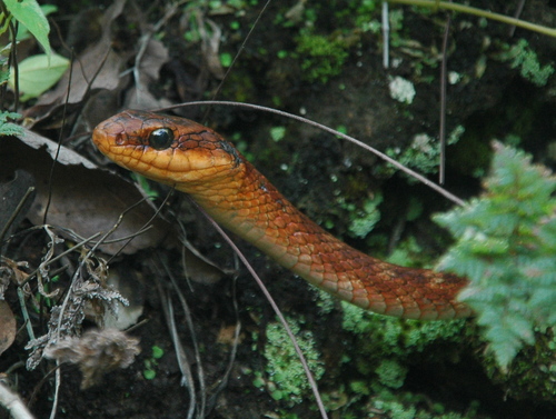 Photo of a Clifton's Lizard Eater (Mastigodryas cliftoni)