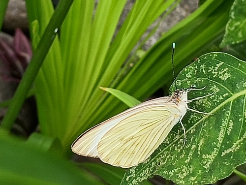 Great Southern White