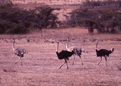 Struthio camelus massaicus