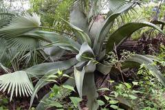 Agave marmorata