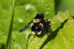 Volucella bombylans