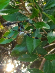 Trichonephila clavipes image