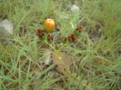 Hypericum connatum