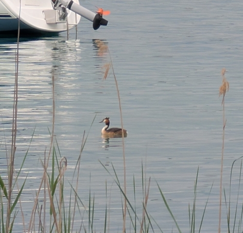 Great Crested Grebe
