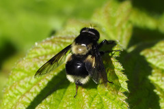 Volucella bombylans