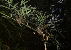 Merostachys