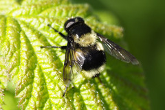 Volucella bombylans